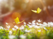 Gelbe Schmetterlinge auf einer Blumenwiese mit Sonnenstrahlen sichtbar