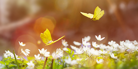 Customer+Centricity+Forum+-+Keyvisual+&+Webseitenbanner+(450+x+300+px) Gelbe Schmetterlinge auf einer Blumenwiese mit Sonnenstrahlen sichtbar